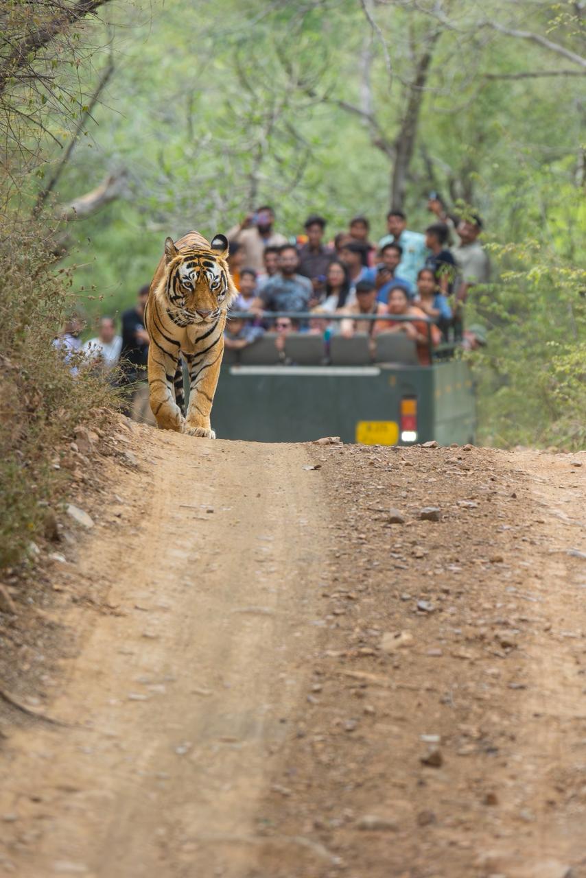 Tiger_Safari