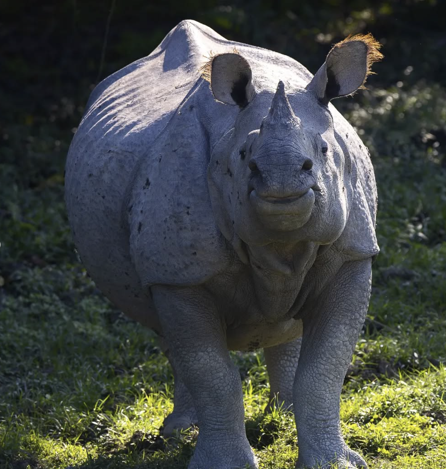 Rhino